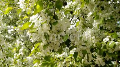 春天，白色的苹果树枝在微风中绽放。 小树枝的特写。 春天盛开的苹果树枝