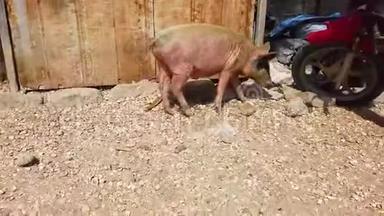 4一只粉红色的大家猪的Kvido，试图寻找阴凉处，躲阳光和炎热。 它`在一个非洲村庄