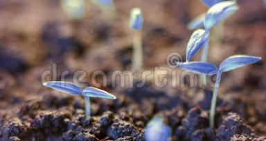 未来世界，从地面生长蓝色植物，发芽过程，开始，不寻常，未来的星球