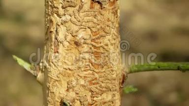 欧洲<strong>云杉</strong>对树皮甲虫害虫Ips进行了分类，<strong>云杉</strong>和韧皮树受到欧洲<strong>云杉</strong>的侵扰和攻击，使它们进入