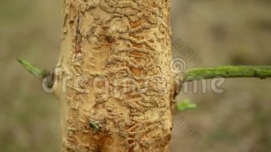 欧洲<strong>云杉</strong>对树皮甲虫害虫Ips进行了分类，<strong>云杉</strong>和韧皮树受到欧洲<strong>云杉</strong>的侵扰和攻击，使它们进入
