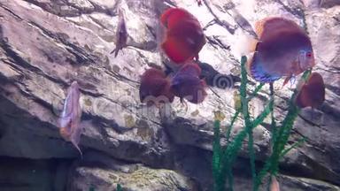 明亮的热带鱼在植物间的纯净水中游动