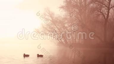 秋天雾蒙的清晨，在一条带鸭子的河上