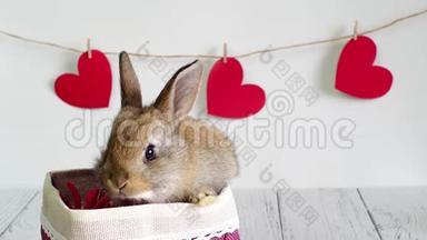 活兔子到一个篮子里，有一颗红色的心。 情人节有一张动物`卡片。 白色背景上<strong>可爱</strong>的<strong>小兔子</strong>