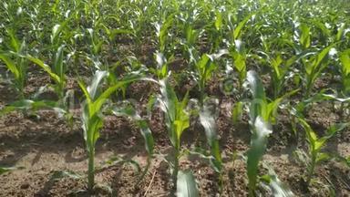 玉米地玉米农场稳定。 绿草农业美国自然视频美国运动玉米农场绿色。