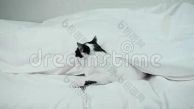 顽皮的猫从毯子下面爬出来，开始和主人玩耍。家养黑白宠物。有趣的