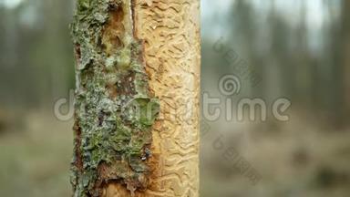 树皮甲虫害虫Ips类型图，<strong>云杉</strong>和韧皮树的汁液被欧洲<strong>云杉</strong>侵染和攻击，使它们成为