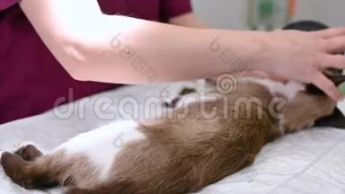 兽<strong>医</strong>团队准备动物手术，猫用麻醉呼吸回<strong>路</strong>设置。