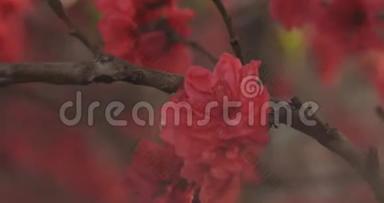 <strong>梦中的</strong>红樱花在春天白天特写