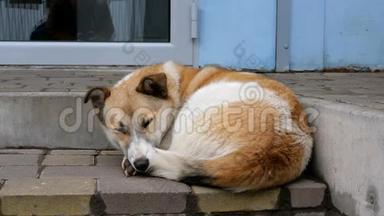 孤独可爱的红色与白色羊毛杂种街狗躺在台阶上的房子楼梯。 特写镜头。