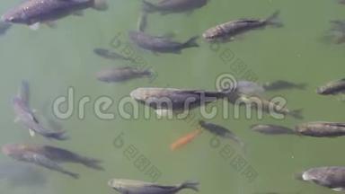 鲫鱼在池塘的绿水中成群游动