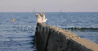 三只鸟海鸥坐在海滩上的防波堤上，在<strong>大风</strong>天气下在水面上飞翔和翱翔。 拉纳卡