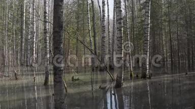 春季森林中的高水位，河流洪水后淹没了树木