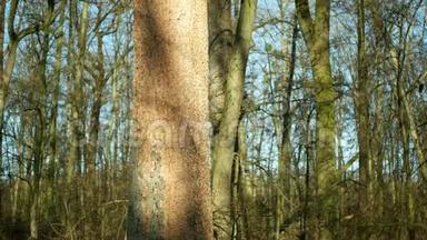 落叶橡树林干旱，受到欧洲树皮甲虫虫害的侵袭