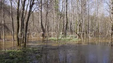 春季<strong>森林中</strong>的高水位，<strong>河流</strong>洪水后淹没了树木