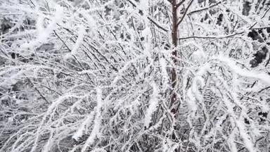 在<strong>寒冷的冬天</strong>，一棵树上覆盖着霜雪。