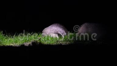 两只欧洲獾在晚上吃<strong>虫子</strong>