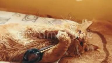成年红姜缅因猫在家沙发上玩耍。 浣熊猫，缅因州猫，缅因州沙格