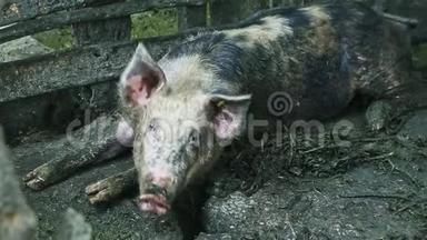 大型肮脏的成年猪躺在木制围栏旁边看镜头