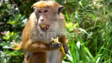 热带森林公园野生<strong>猴子吃水果</strong>
