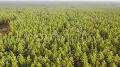 鸟瞰绿松森林砍伐区景观。 空土地附近生长森林的俯视图。 欧洲自然