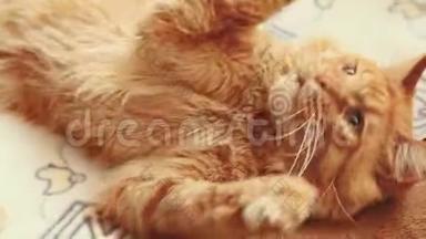 成年红姜缅因州猫在家玩沙发。 缅因州猫，缅因州沙格