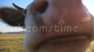 好奇的奶牛看着摄像机嗅着它。 可爱友好的动物在<strong>草地上</strong>放牧，表现出好奇心。 <strong>牛群</strong>