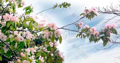 春天的树，开着粉红色的花，枝上开着杏花，风动着，蓝天上开着每天的光
