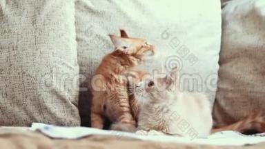 两只有趣的好奇的年轻红姜<strong>缅因</strong>州猫猫在家里一起玩沙发。 <strong>浣熊</strong>猫，<strong>缅因</strong>州猫
