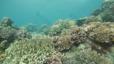 绚丽多彩的珊瑚在海洋之下，五颜六色的热带鱼在<strong>游动</strong>