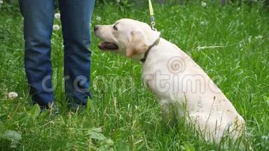 可爱友好的拉布拉多坐在院子里的绿草上。 无法辨认的人训练和命令他的狗。 男人<strong>花钱</strong>