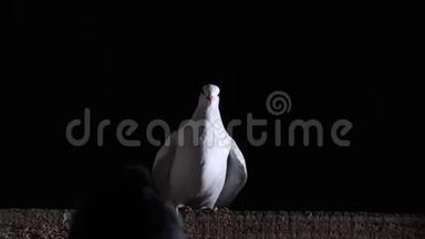白鸽在黑色背景上飞翔，坐在木板上