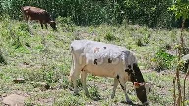 两头白色和棕色的家养奶牛在夏天的绿田里吃新鲜的草