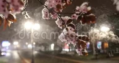 春天的雪与开花的<strong>树</strong>木在空城广场的<strong>夜晚</strong>