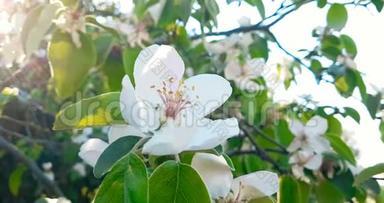 春天的树，开着白色的花，在树枝的背景上开着杏花，在日落的天空上，每天都有阳光