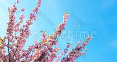 春天的树，开着粉红色的花，枝上开着杏花，风动着，蓝天上开着每天的花
