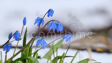春天在雪中盛开的蓝铃<strong>花</strong>