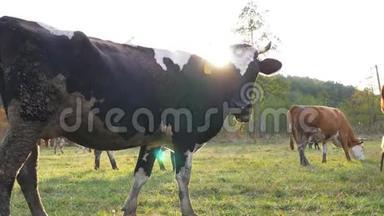 在阳光明媚的草坪<strong>上</strong>放牧的<strong>牛群</strong>。 可爱的动物在<strong>草地上</strong>吃新鲜的青草，阳光明媚。