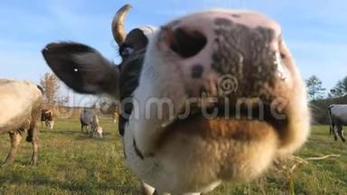 好奇的奶牛看着摄像机嗅着它。 可爱友好的动物在草地上放牧，表现出好奇心。 牛群