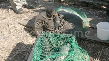 大野腐肉放在桶里的绿网上。 <strong>亲近</strong>男人`休闲和爱好.. 捕鱼。