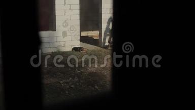 狗在一个正在建造的农村房屋入口处晒太阳