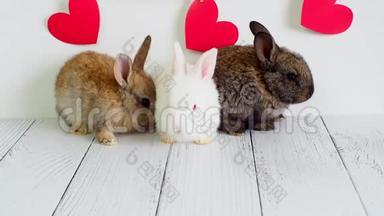 三只小兔子。 情人节`动物。 可爱的野兔在白色的背景和红色的心。 农业，兔子