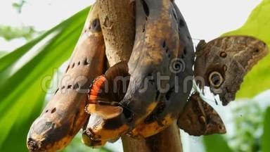 一群美丽的大型热带蝴蝶坐着，吃着一根被宠坏的香蕉，近距离观看。 小蝴蝶鼻子