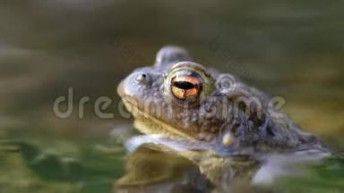 水中青蛙侧面肖像