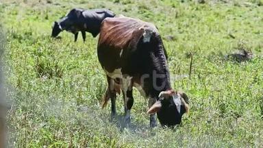 <strong>两头</strong>大的家<strong>奶牛</strong>在夏天的绿色牧场吃新鲜的草
