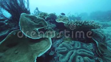 海洋中不同<strong>类</strong>型珊瑚的水下<strong>场景</strong>。