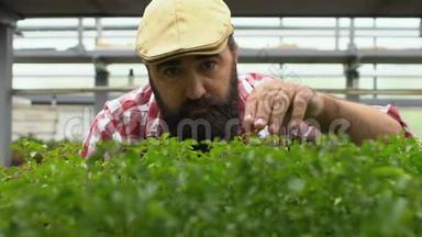 英俊的长胡子农民在温室里检查绿芽，家族企业