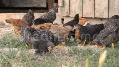 一群农场<strong>鸡</strong>和公<strong>鸡</strong>在农场院子里地上<strong>吃</strong>粮食