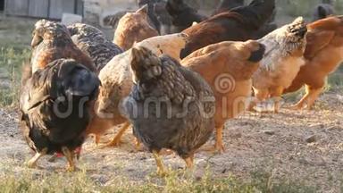 一群农场鸡和公鸡在农场院子里地上吃粮食