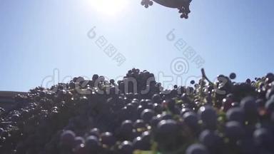 收集的蓝葡萄被倾倒在一堆收集的葡萄上，用来酿酒